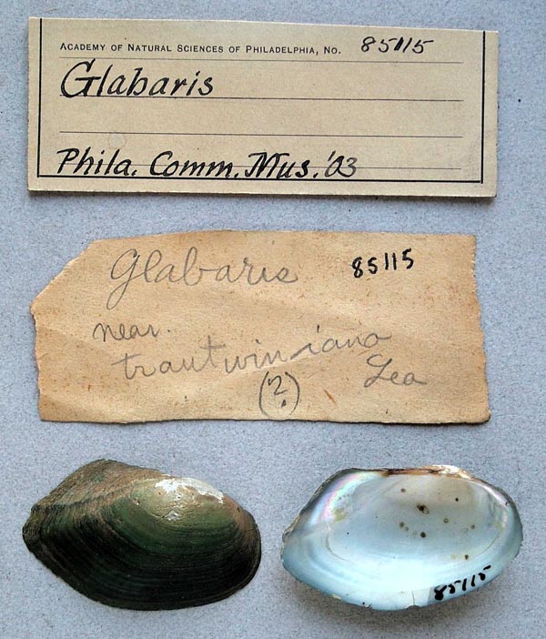 specimen