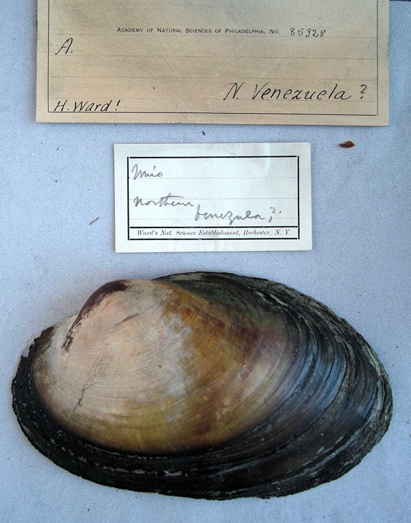 specimen