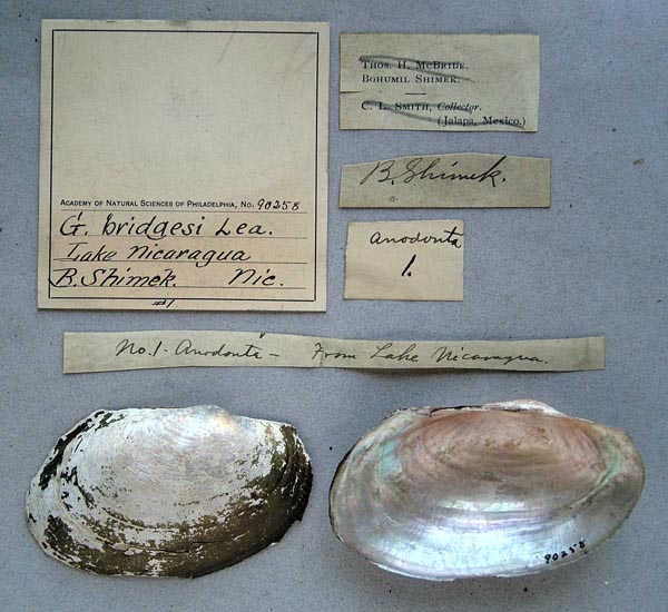 specimen