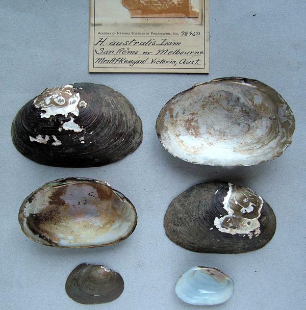 specimen