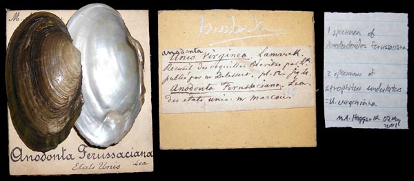 specimen
