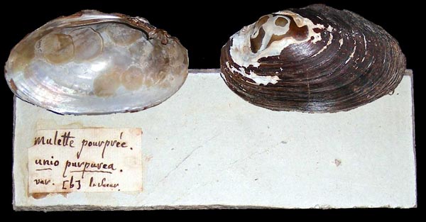 specimen