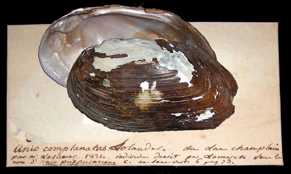 specimen