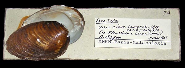 specimen