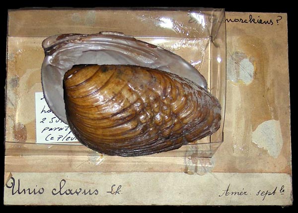 specimen
