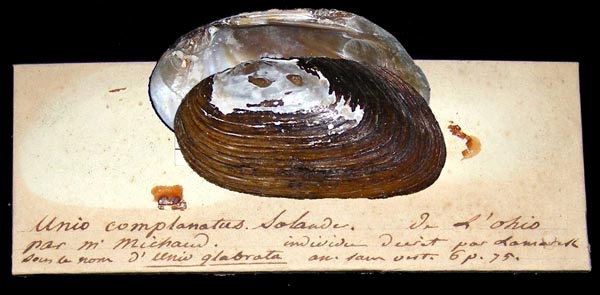 specimen