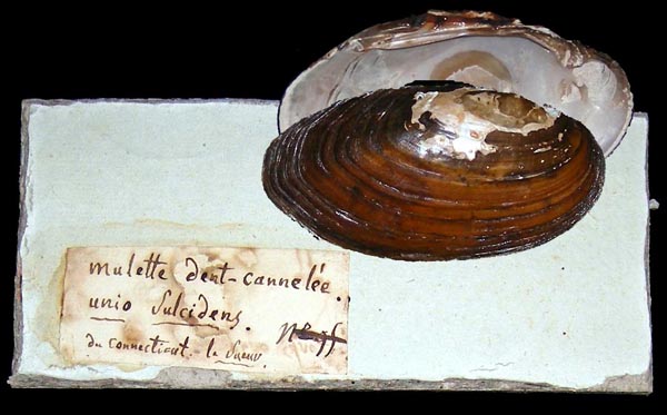 specimen