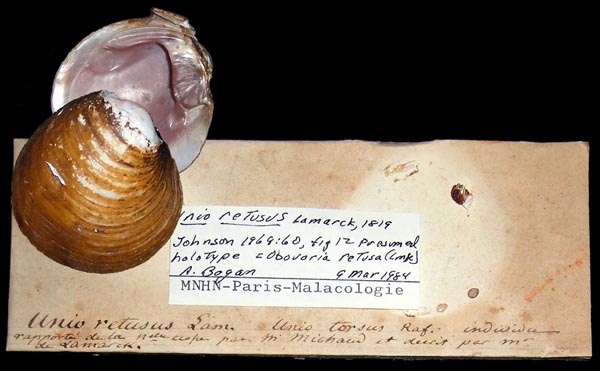 specimen