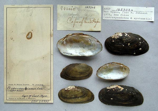 specimen