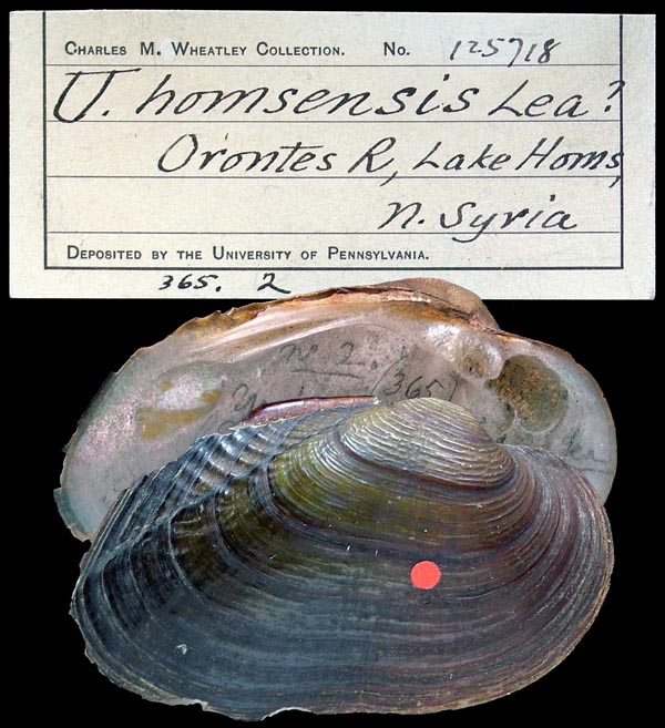 specimen