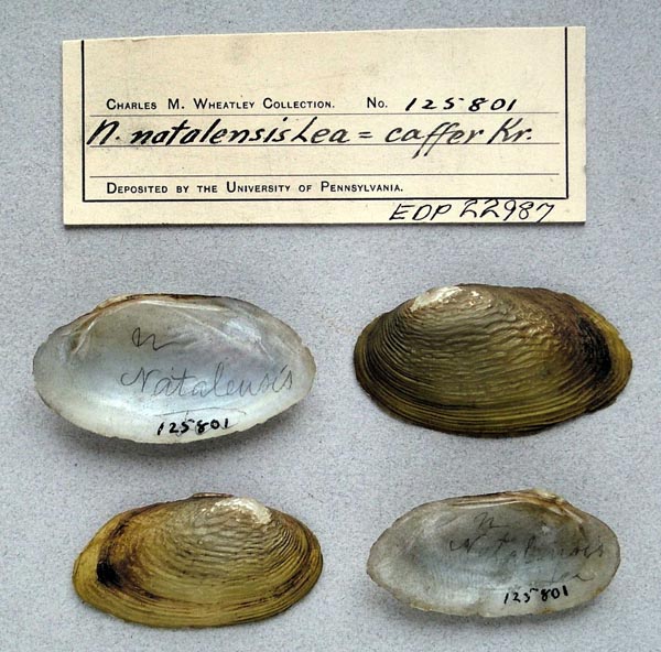 specimen