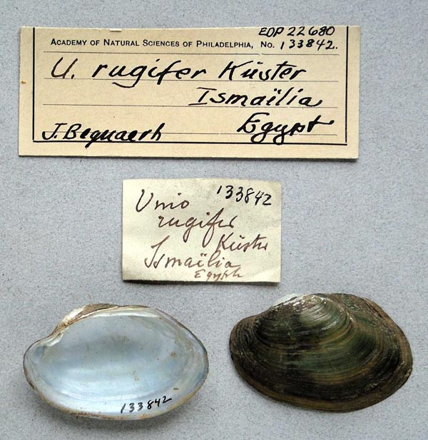 specimen