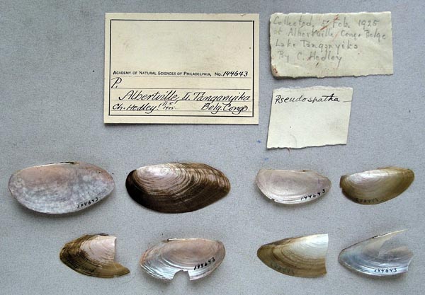 specimen