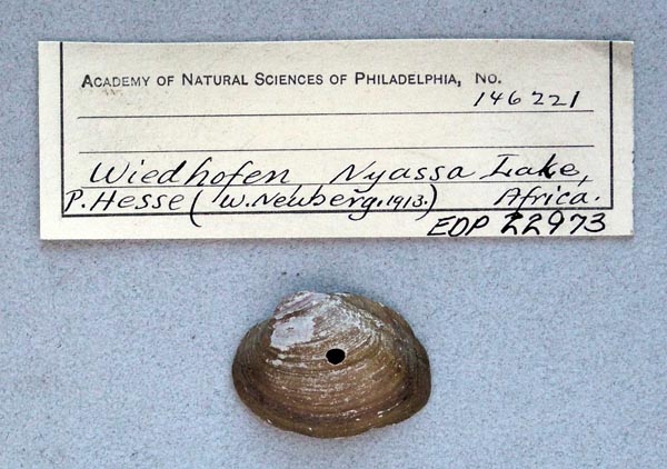 specimen