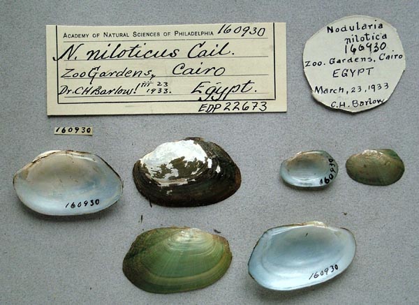 specimen