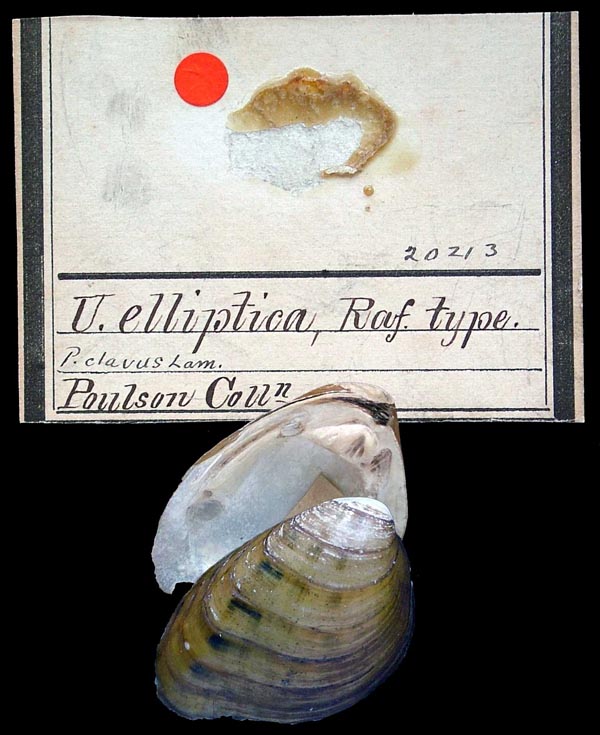 specimen
