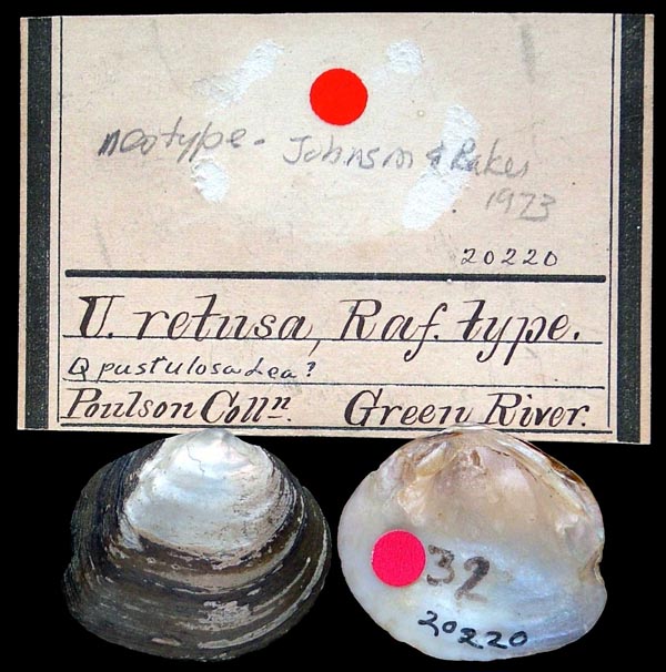 specimen