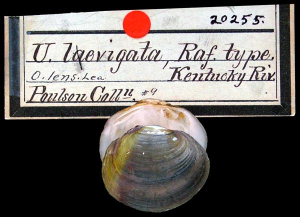 specimen