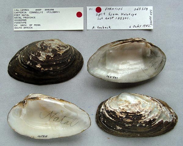 specimen