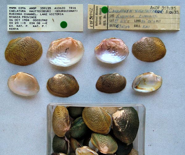 specimen