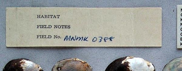 specimen