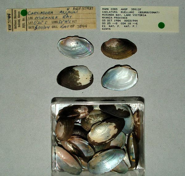 specimen