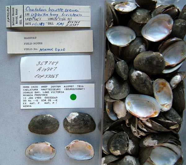 specimen