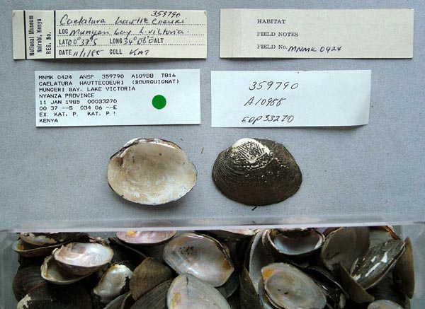 specimen