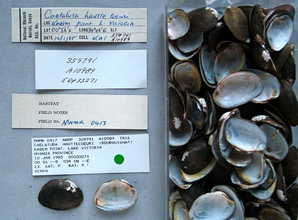 specimen