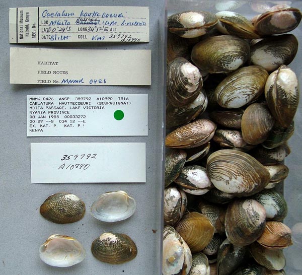 specimen