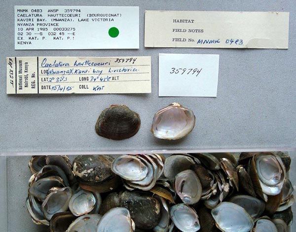 specimen