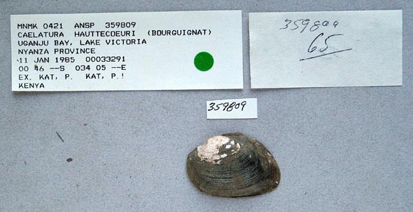 specimen