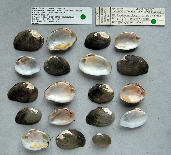 specimen