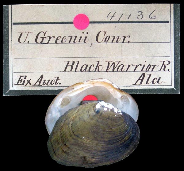 specimen