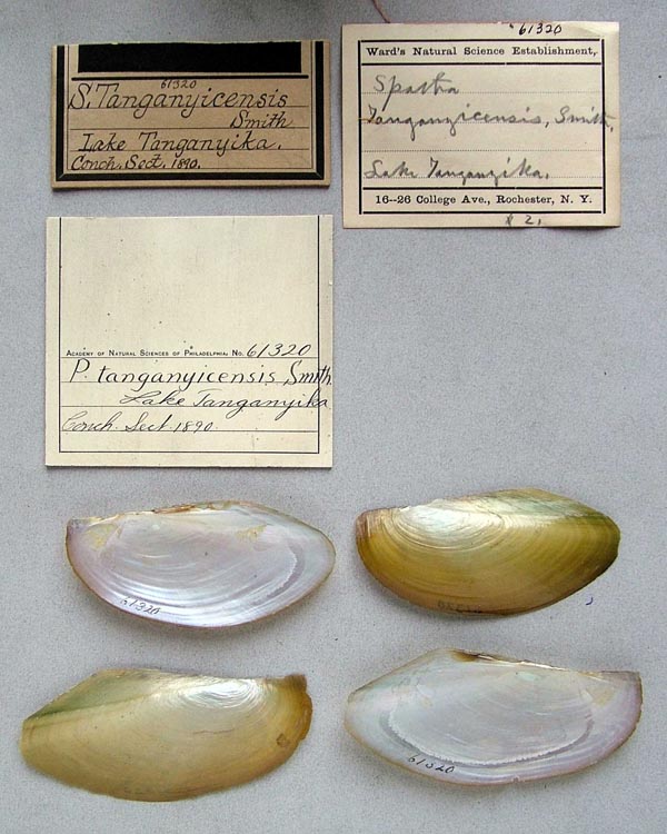 specimen