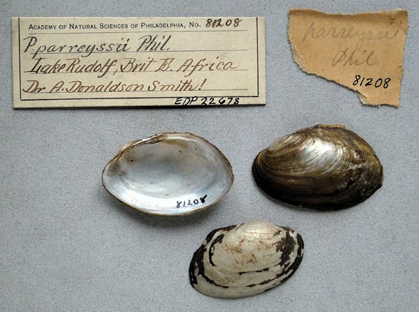 specimen
