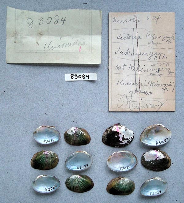 specimen