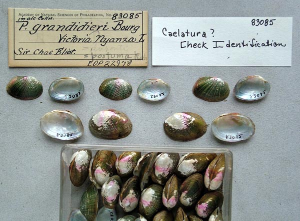 specimen