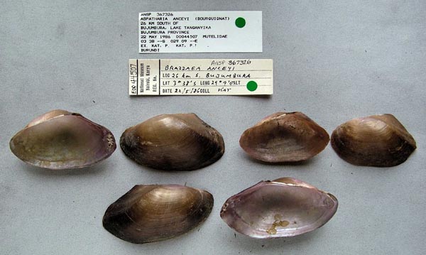 specimen