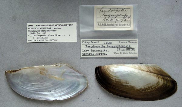 specimen