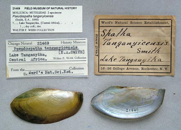 specimen
