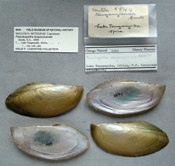 specimen