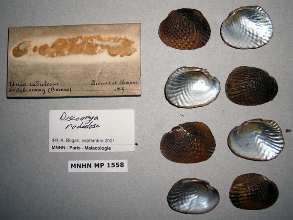 specimen