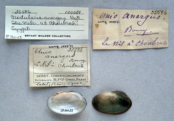 specimen