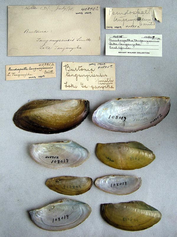 specimen