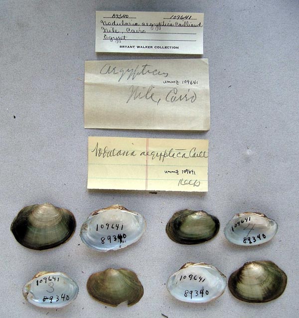 specimen