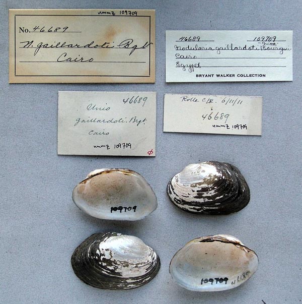 specimen