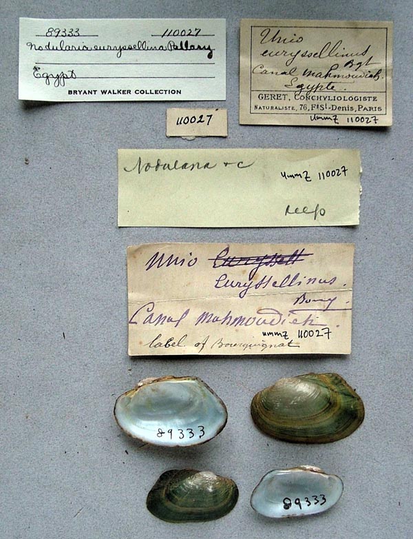 specimen