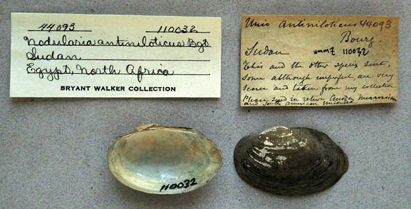 specimen