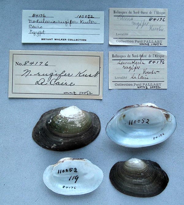 specimen